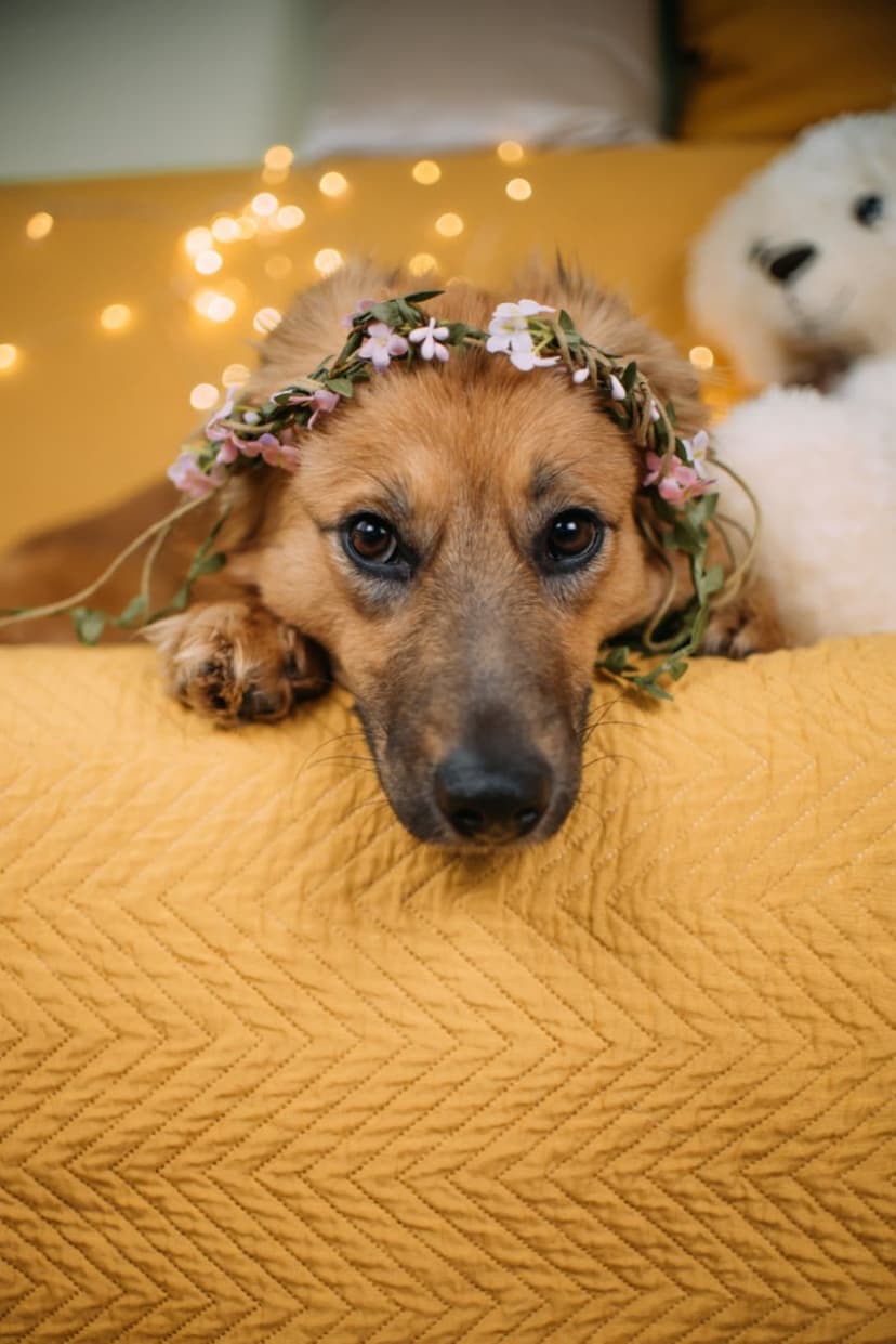 Ева