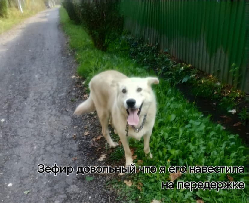 Зефир