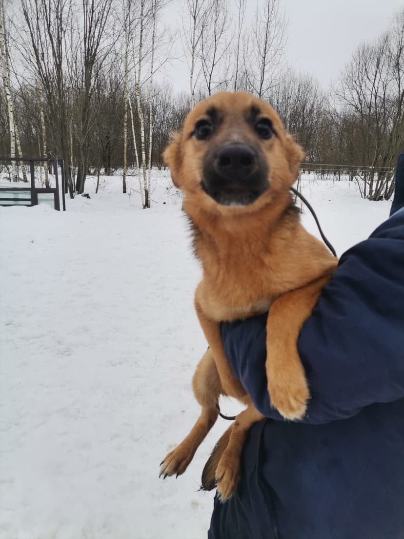 Макс