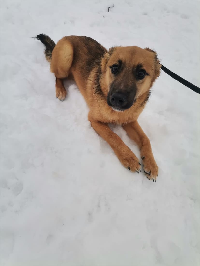 Макс