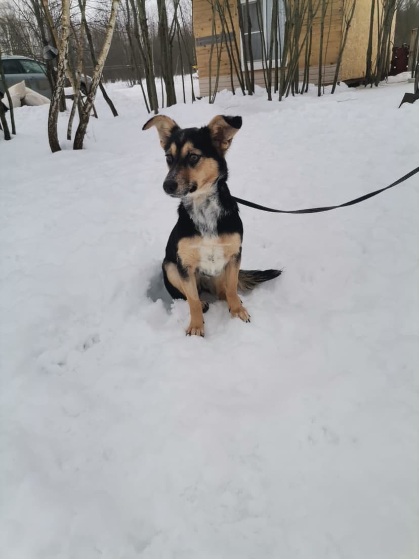 Белочка