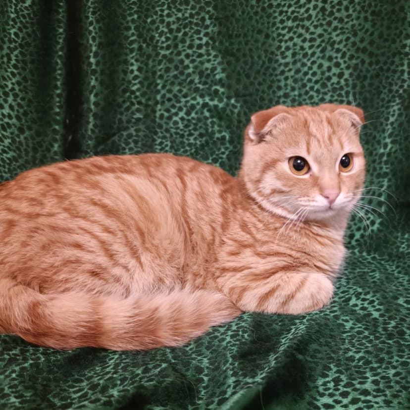 Огонёк