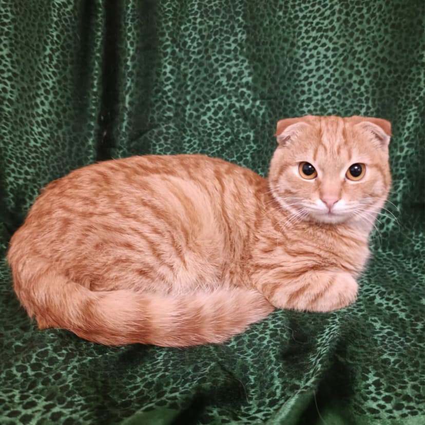Огонёк