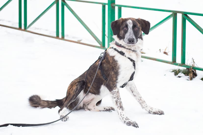 Нежка