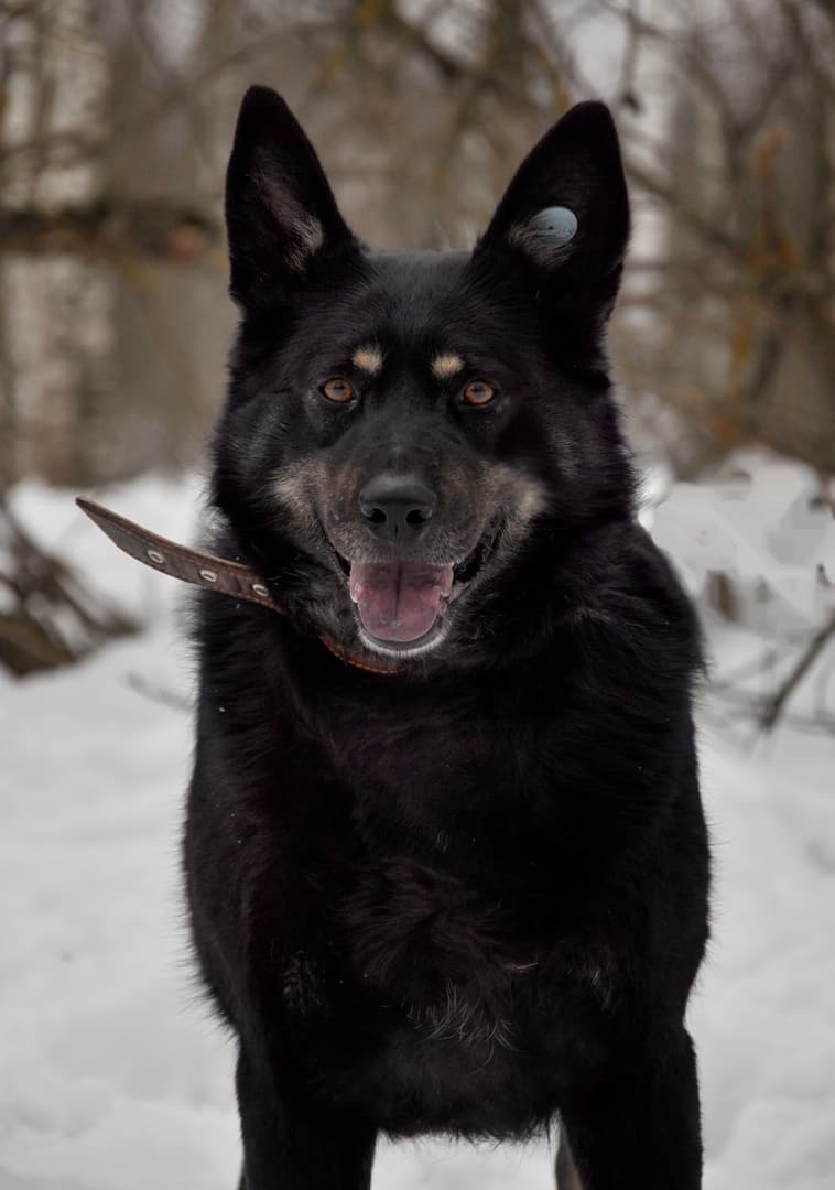 Милли