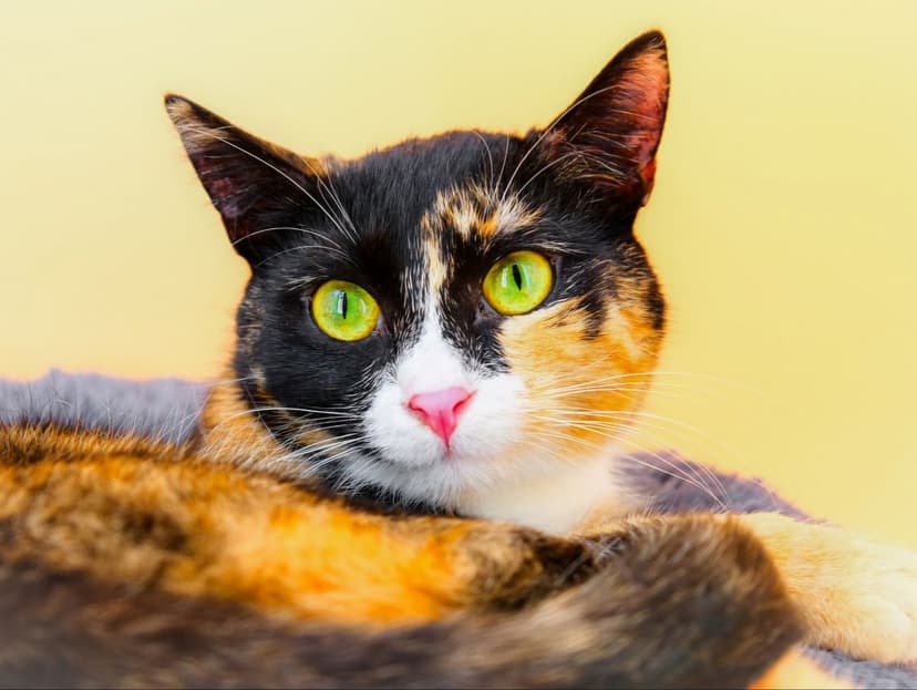 Анна