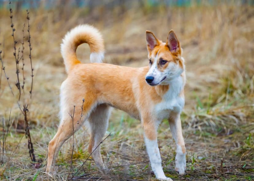 Лиза