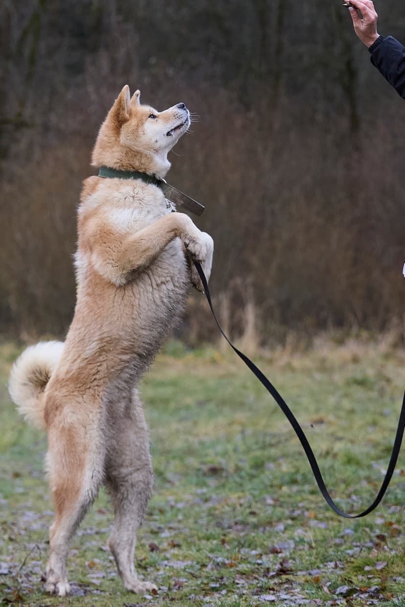 Эмико
