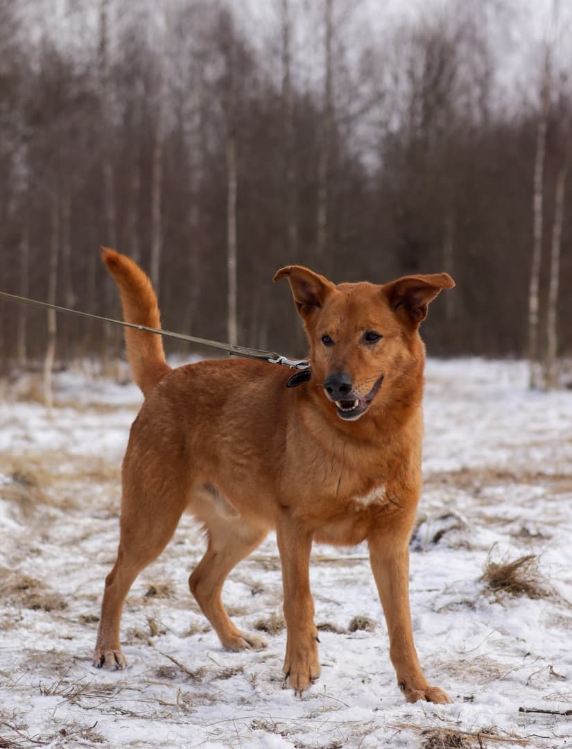 Болик