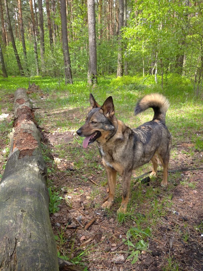 Мурзик