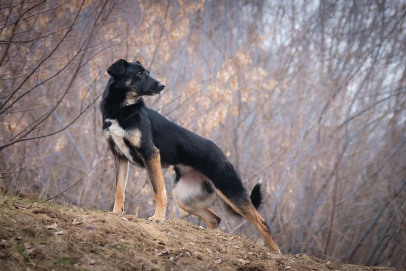 Шанель