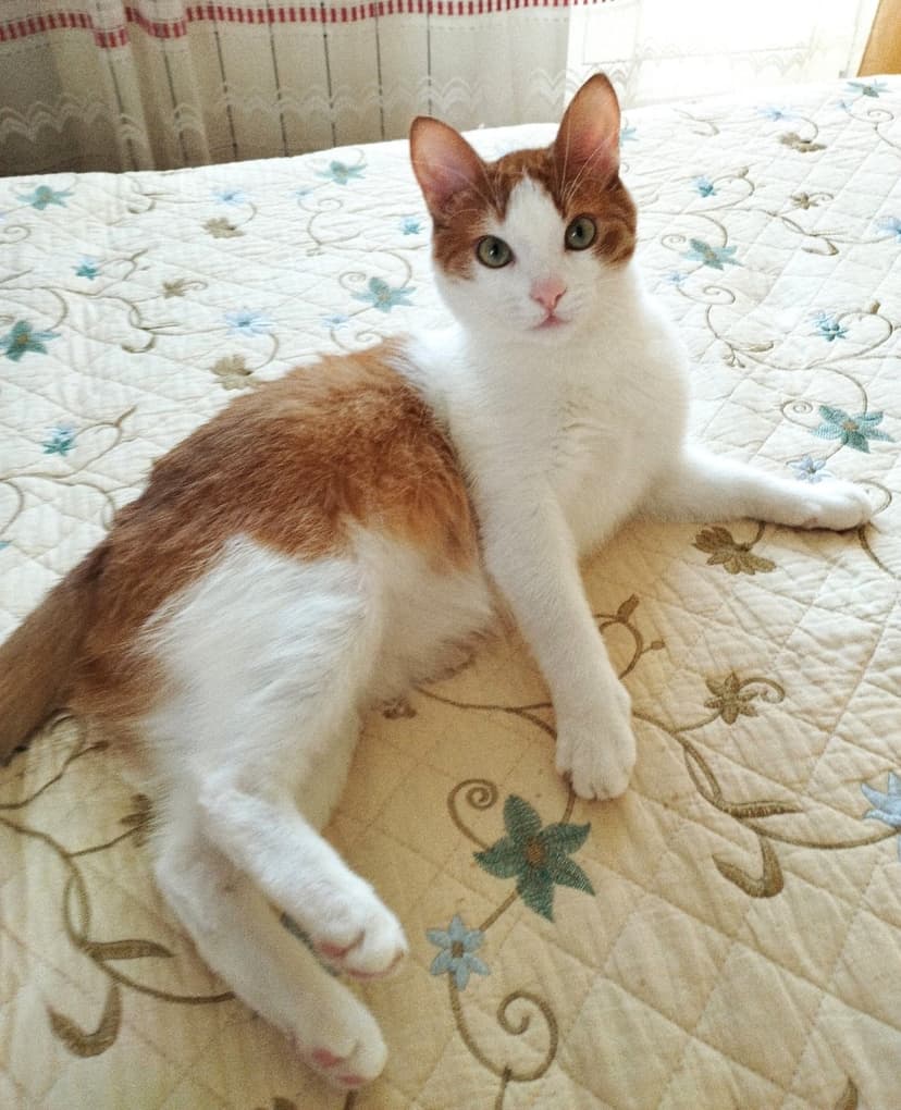 Абрикос