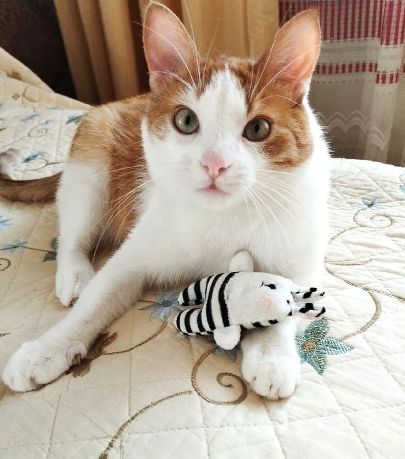 Абрикос