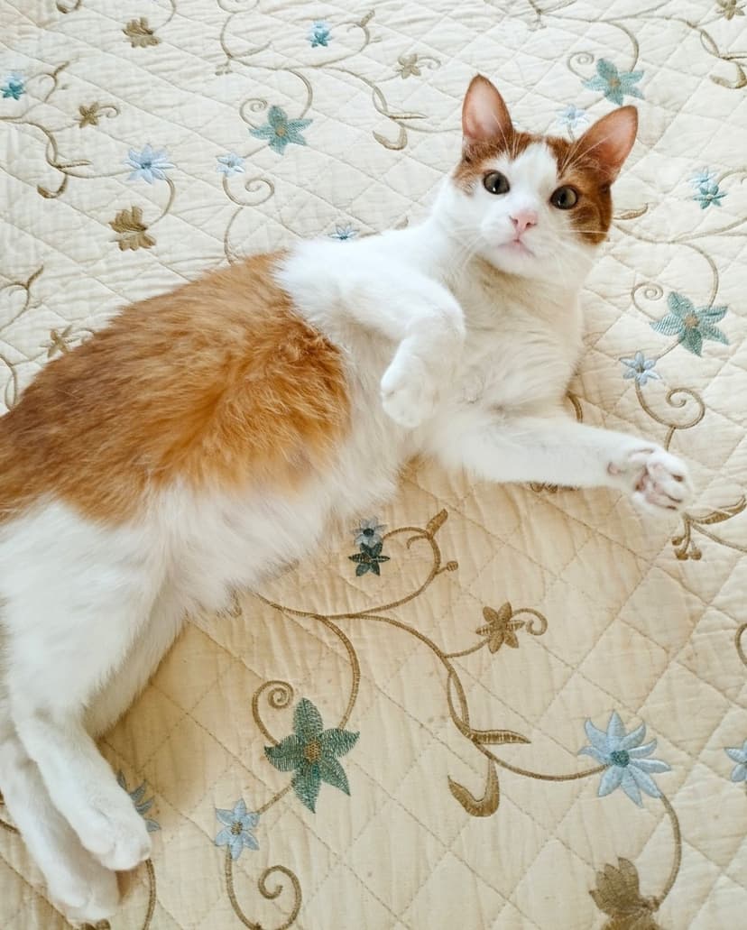 Абрикос