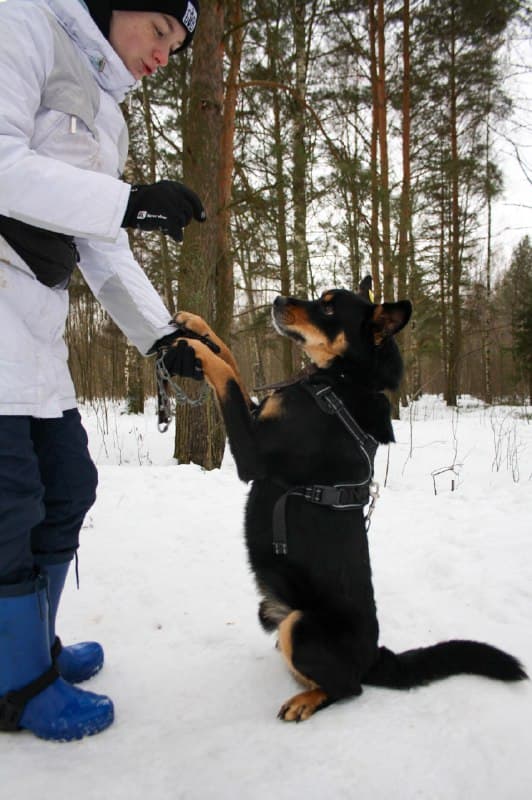 Чоки