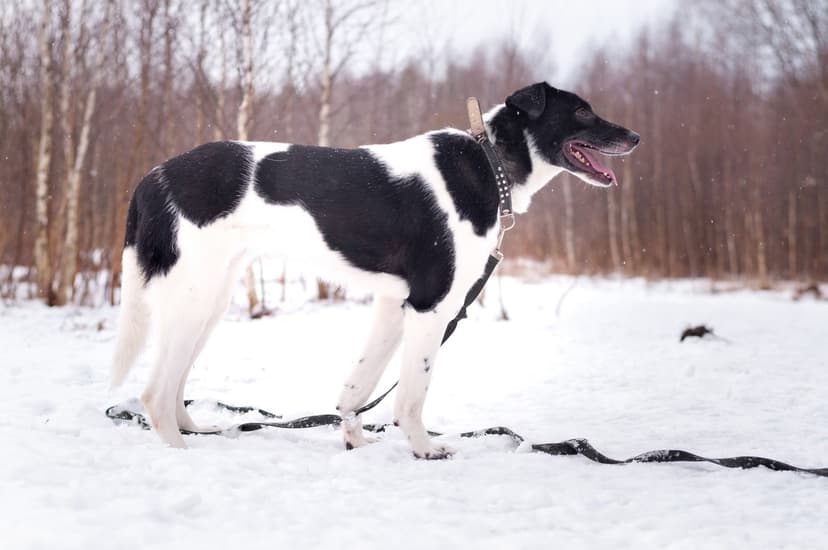 Клэр