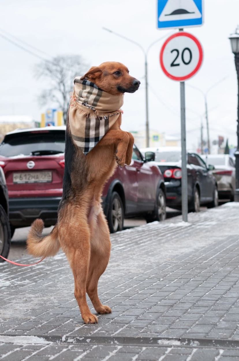 Браун