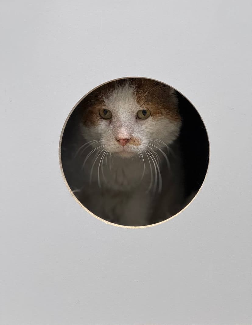 Сырник