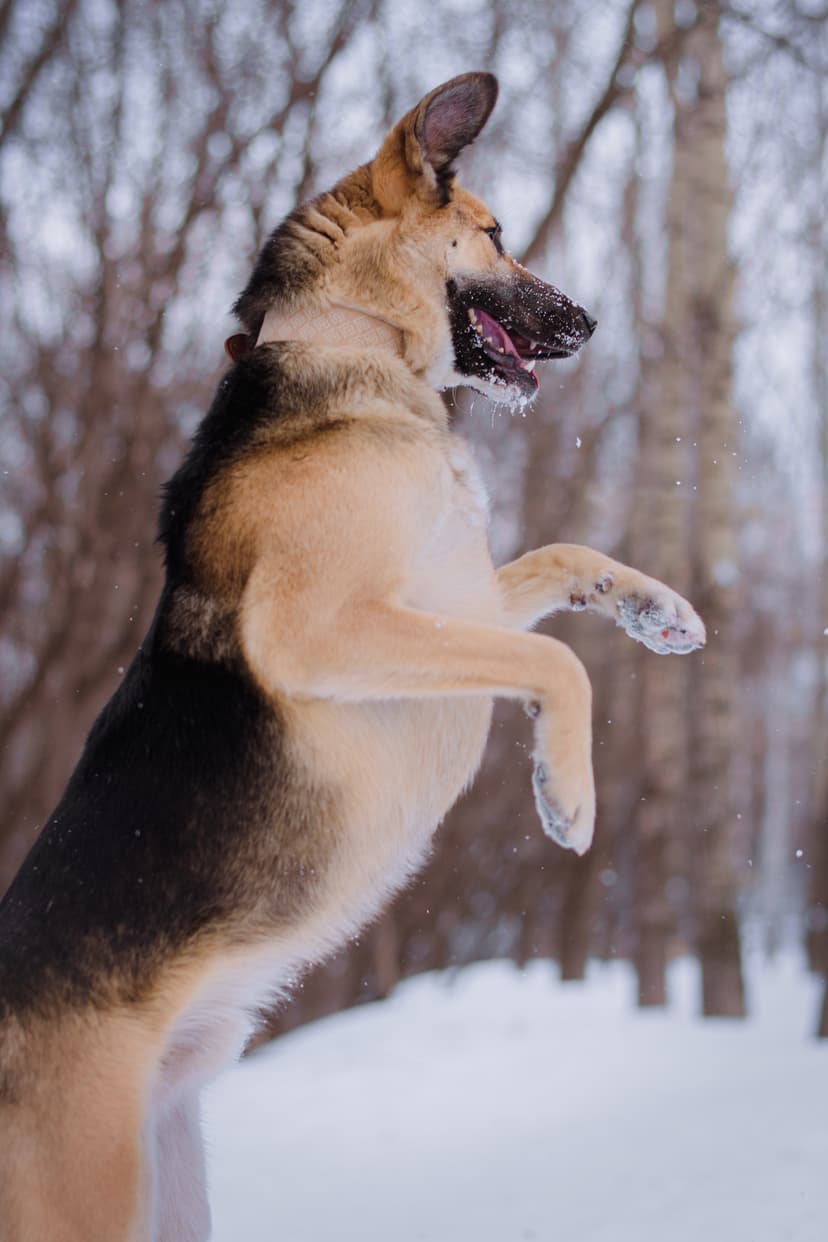 Тотошка