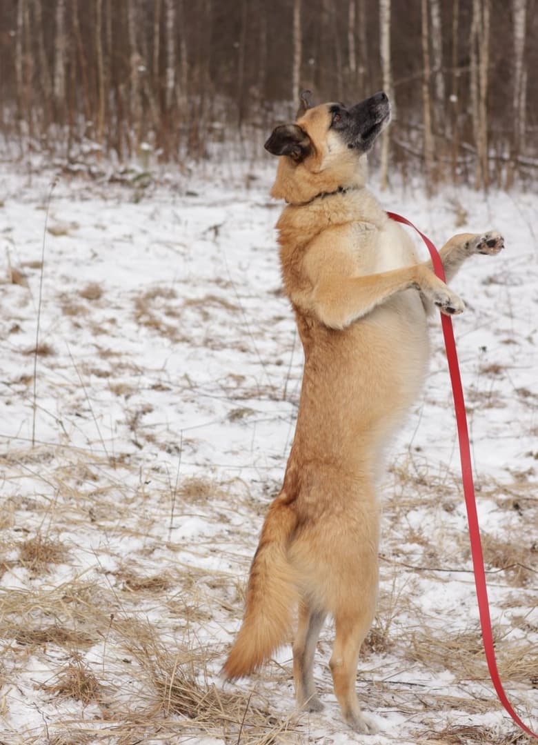 Бейб