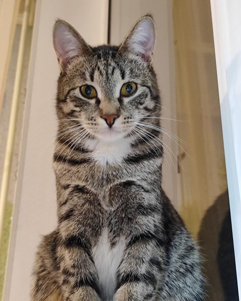 Котенка выкидывают на улицу