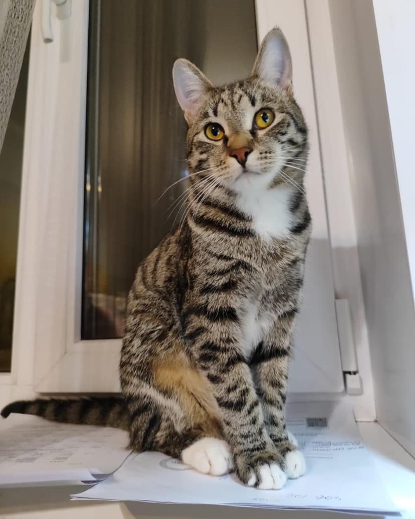 Котенка выкидывают на улицу