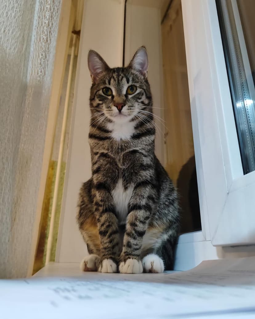 Котенка выкидывают на улицу