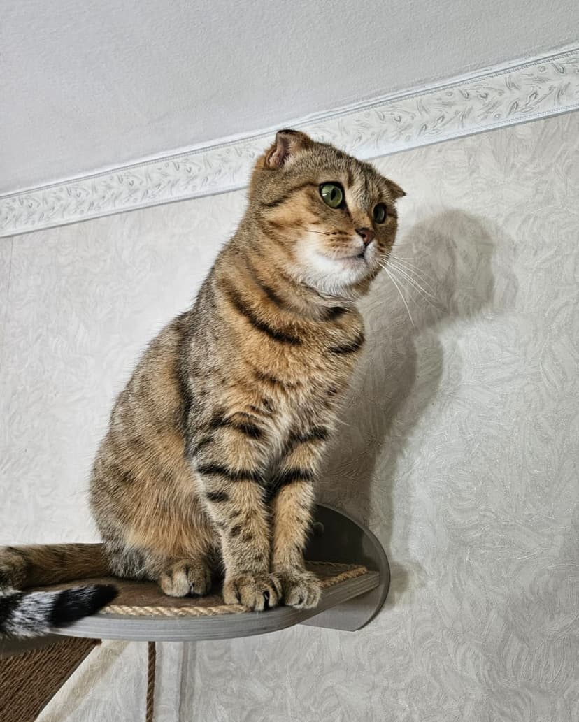 Ариэль