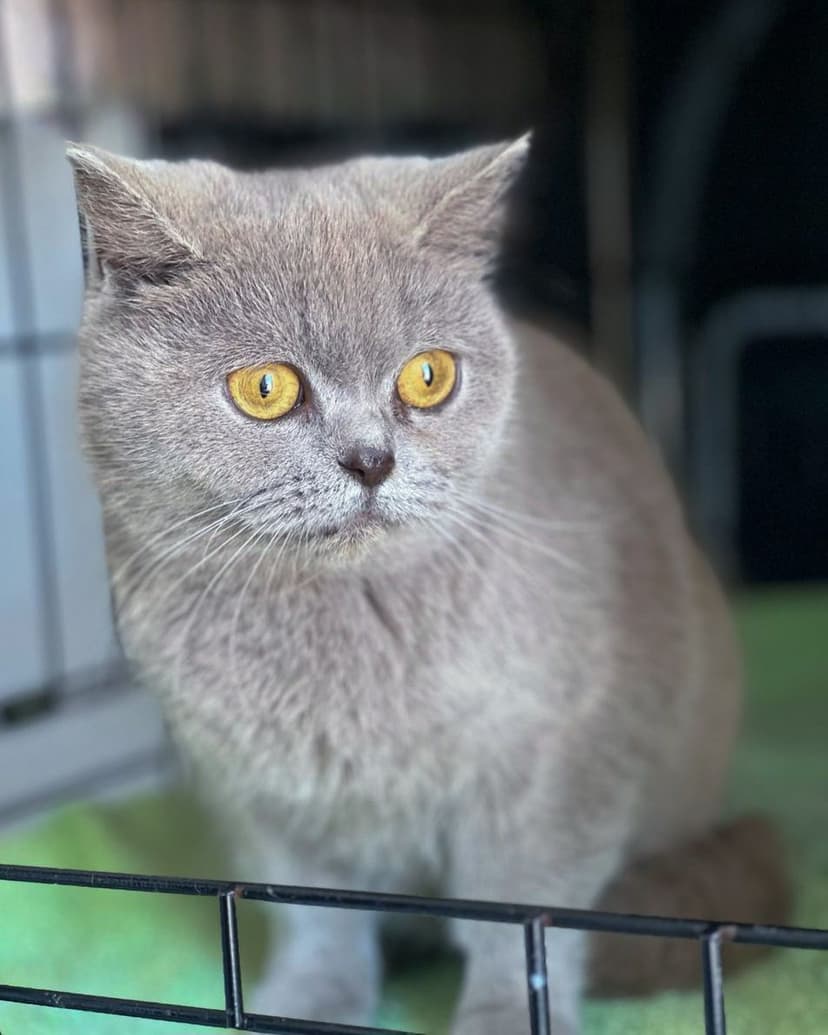 Эмили