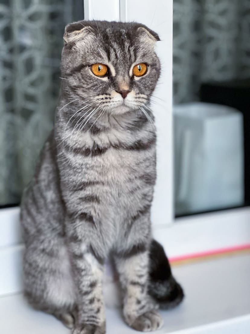 Долли
