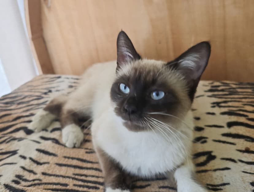 Котенок в беде