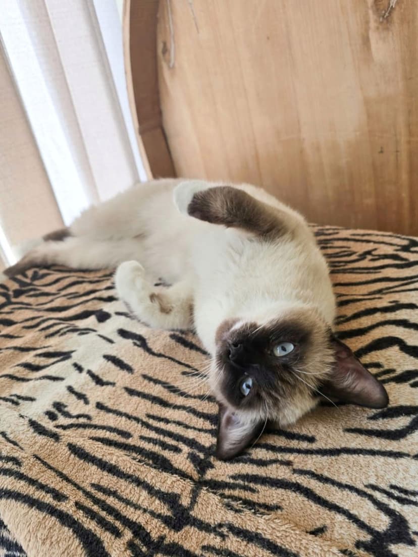 Котенок в беде