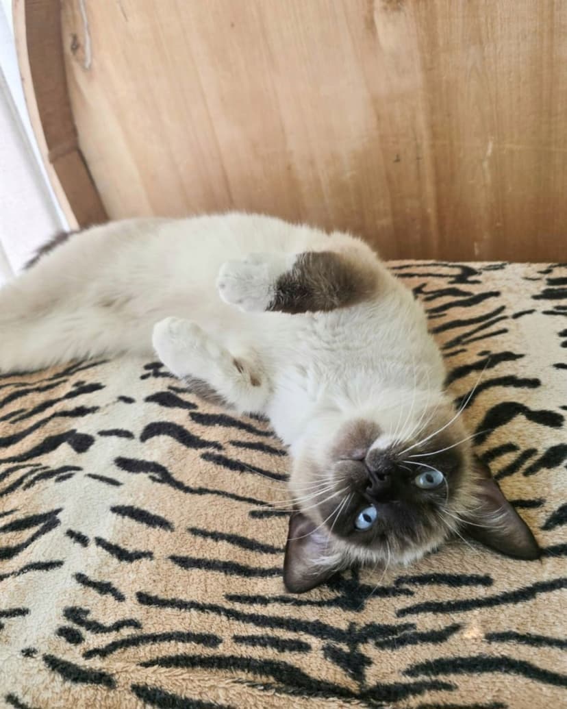 Котенок в беде