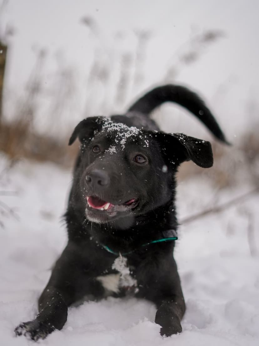 Оливка