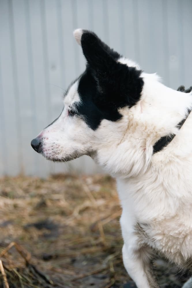 Кленя