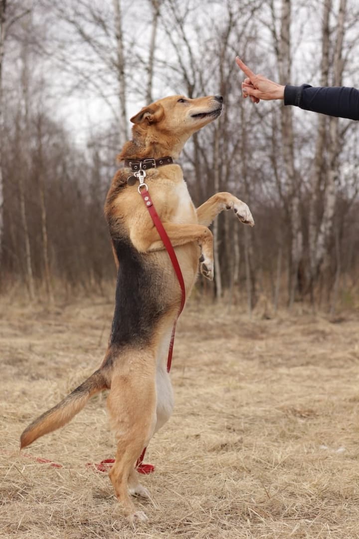 Грация