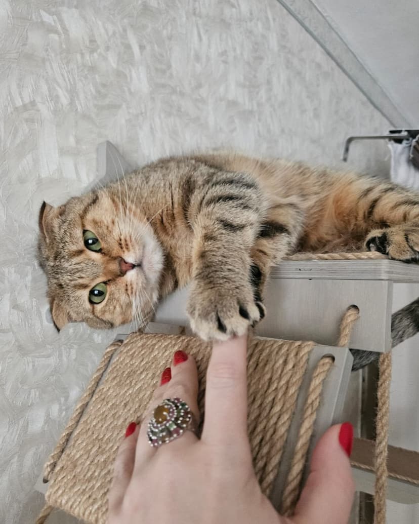 Ариэль