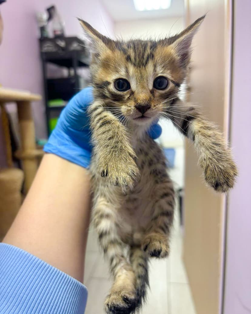 Котята в дар