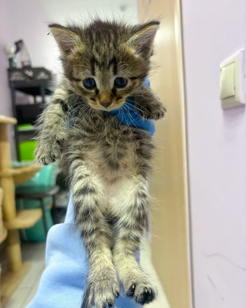 Котята в дар