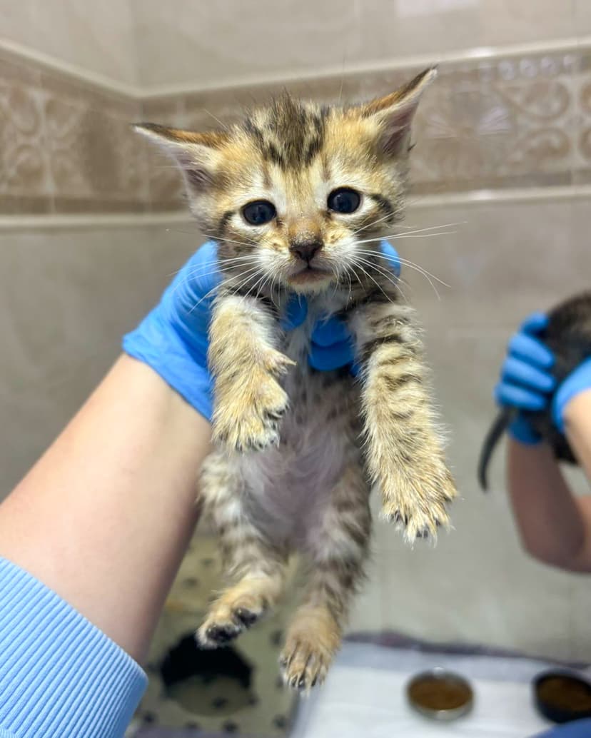 Котята в дар