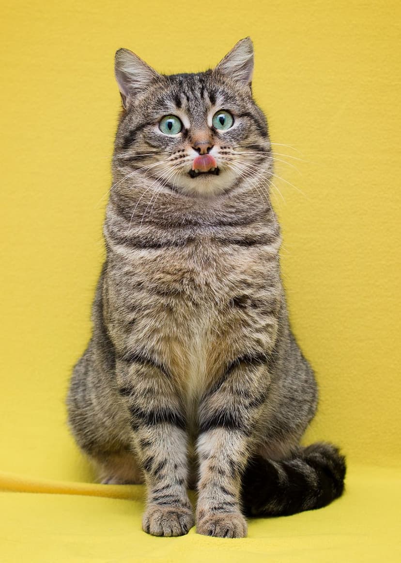 Моана