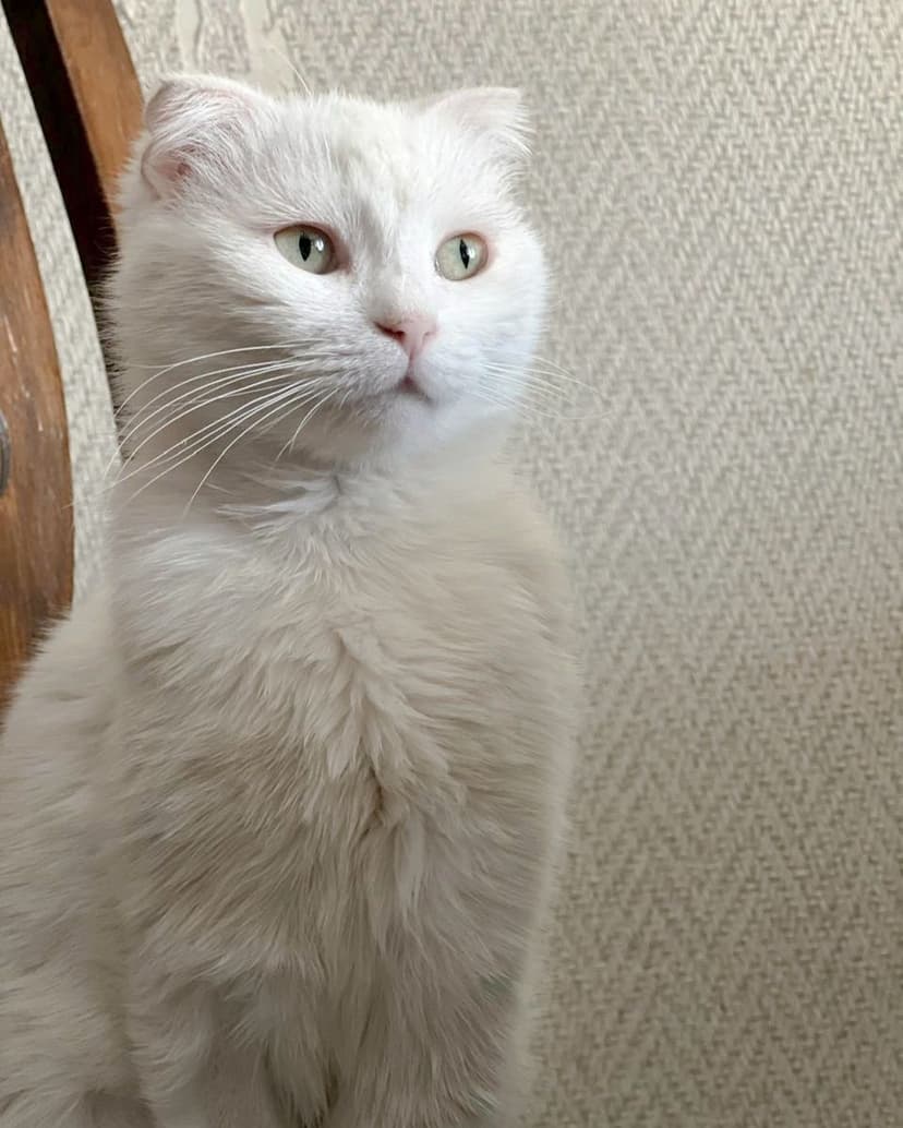 Ария