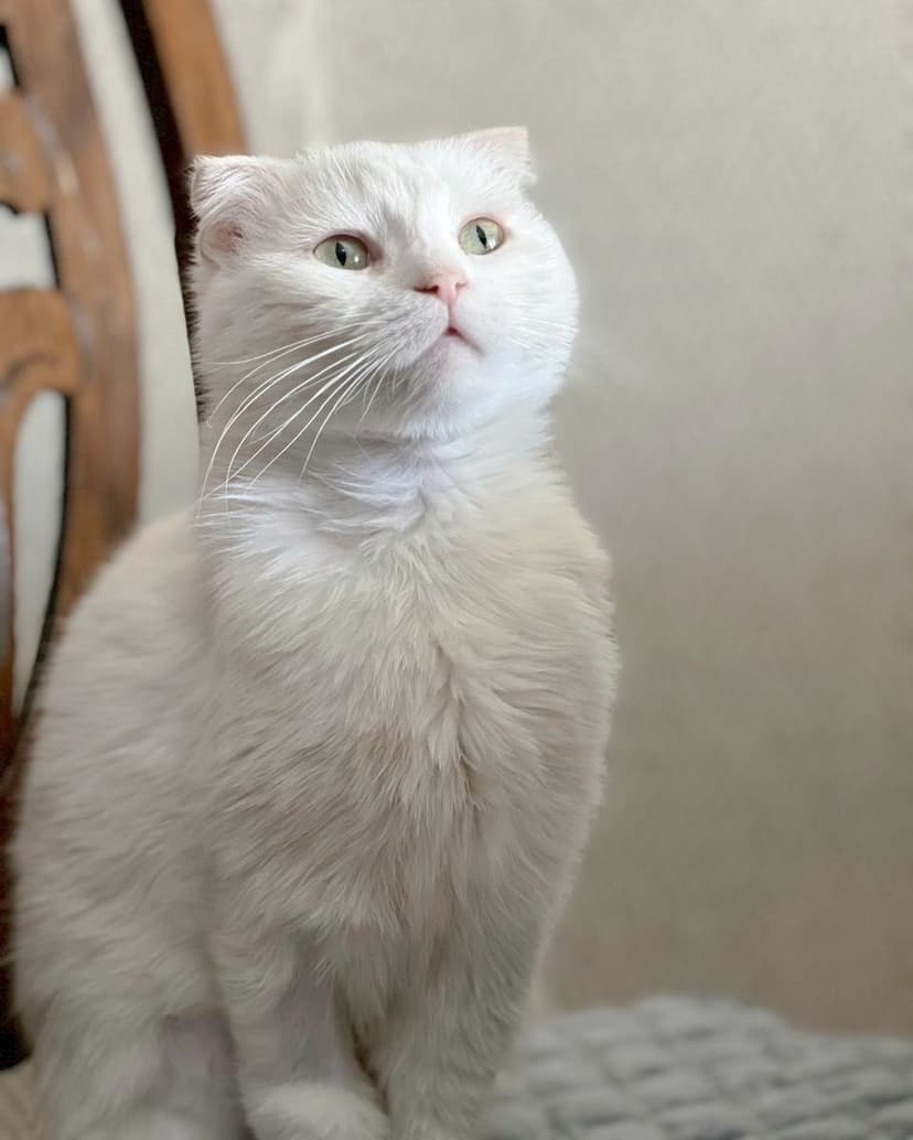 Ария