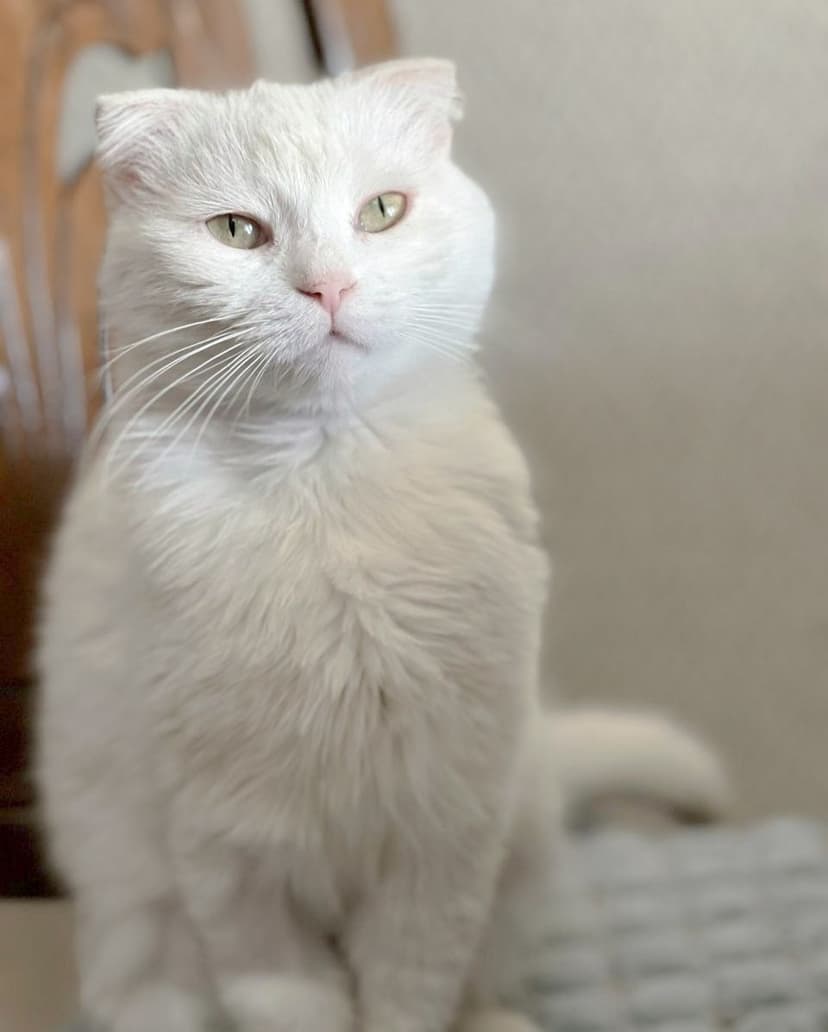 Ария