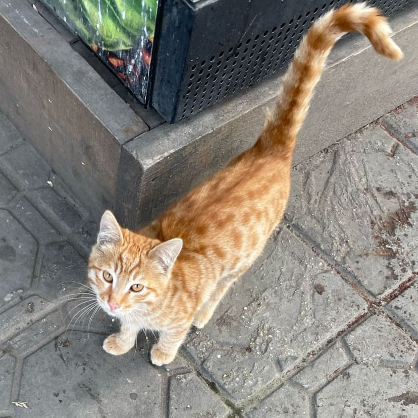 Котенка выкинули