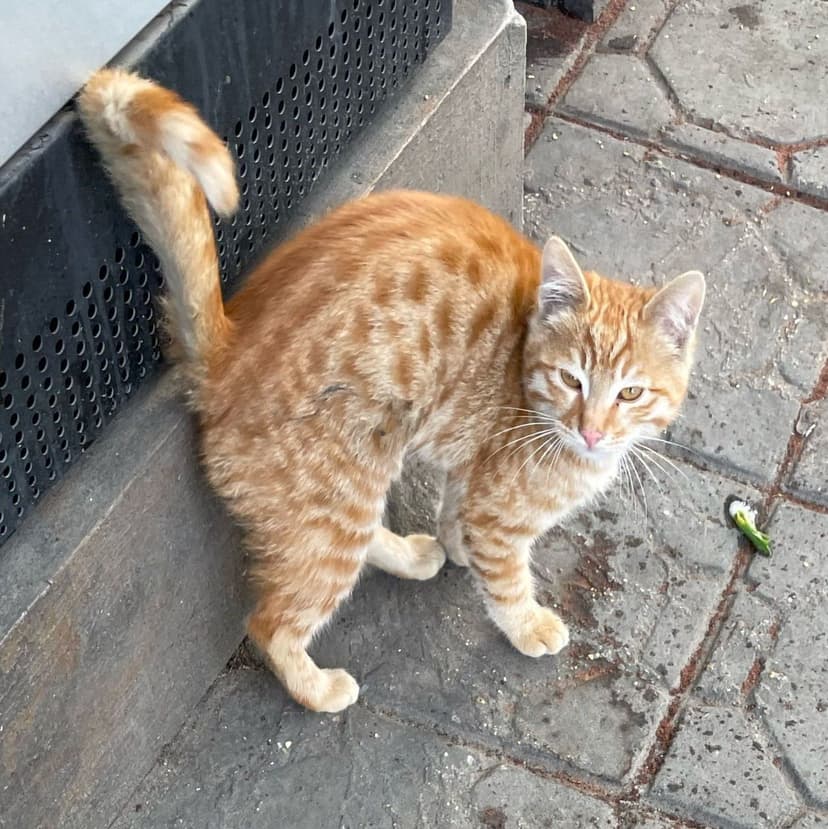 Котенка выкинули