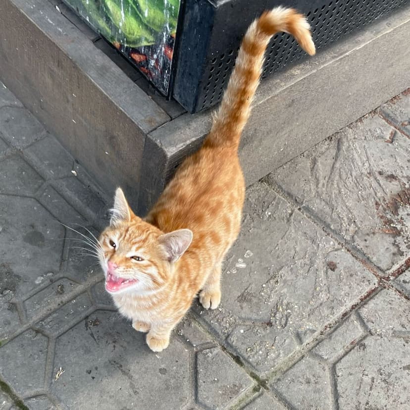Котенка выкинули