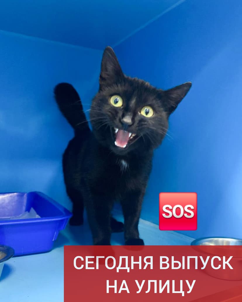 Лавина