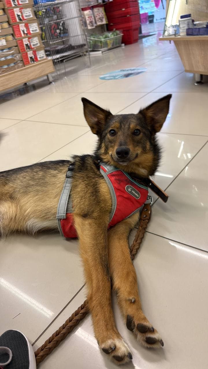 Люсик