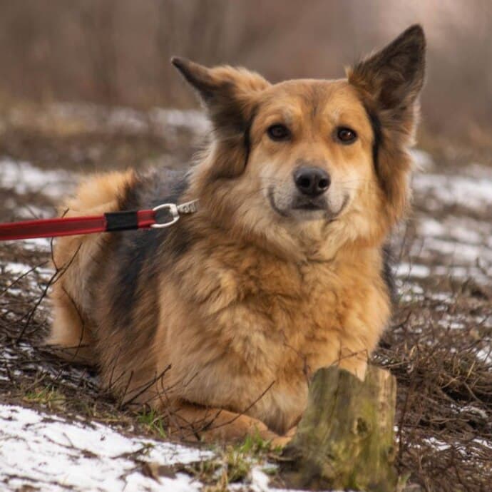 Лютик
